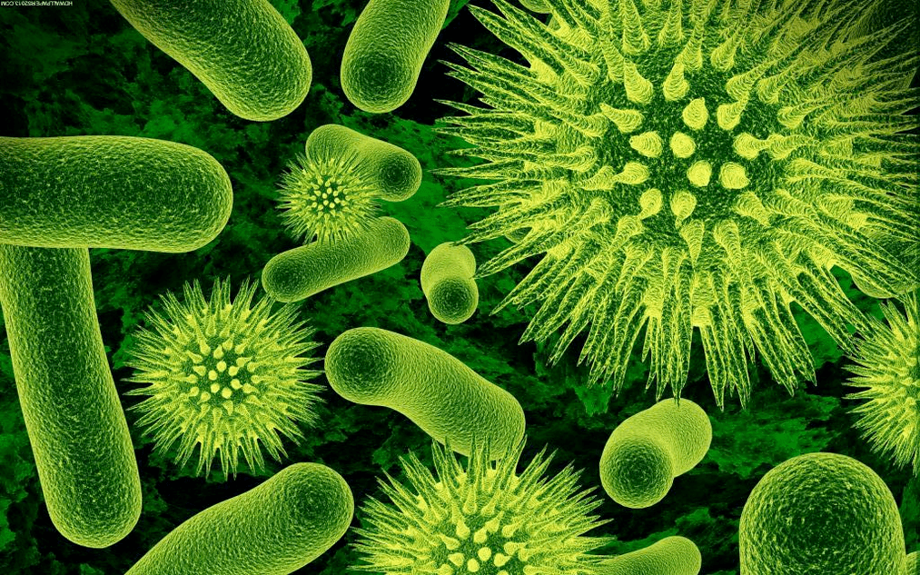 hogyan jutnak be a baktériumok a szervezetbe
